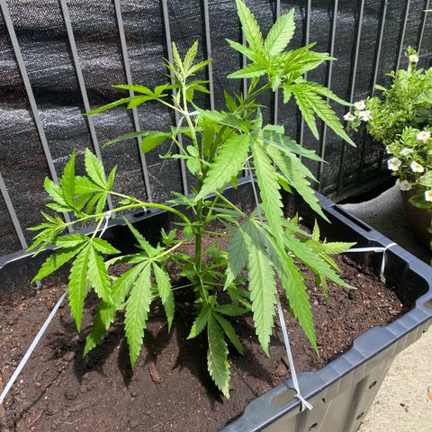 V3 growlog timeline photo