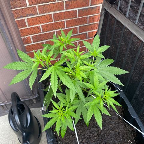 V3 growlog timeline photo