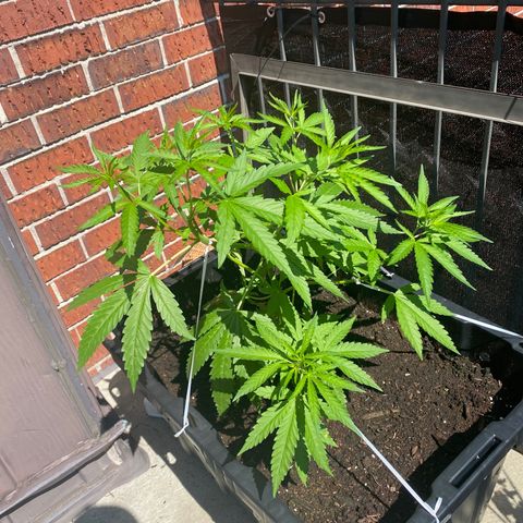 V3 growlog timeline photo