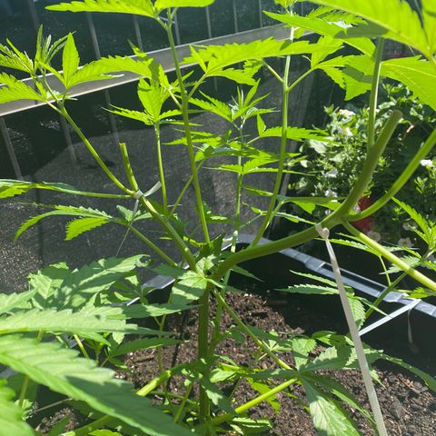 V3 growlog timeline photo