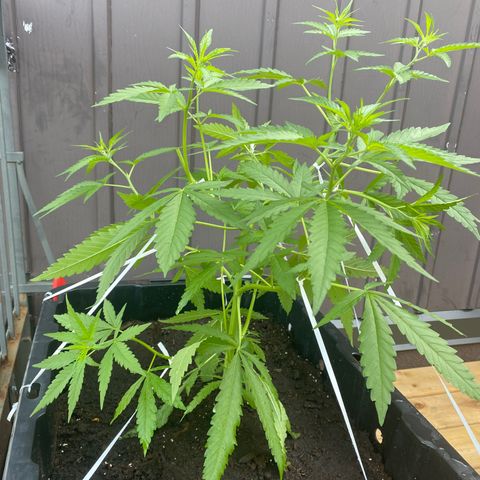V3 growlog timeline photo