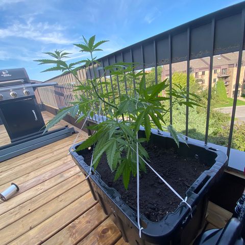 V3 growlog timeline photo