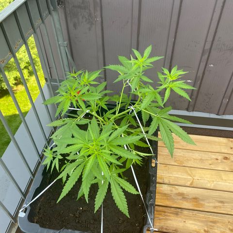 V3 growlog timeline photo