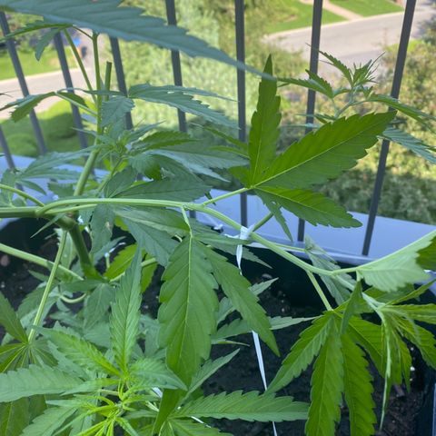 V3 growlog timeline photo