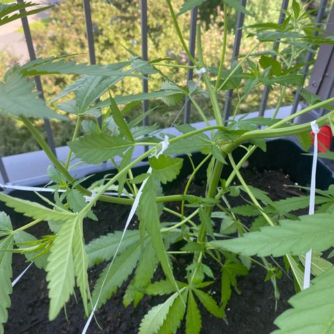 V3 growlog timeline photo