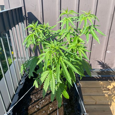 V3 growlog timeline photo