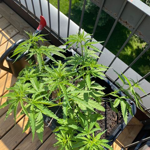 V3 growlog timeline photo