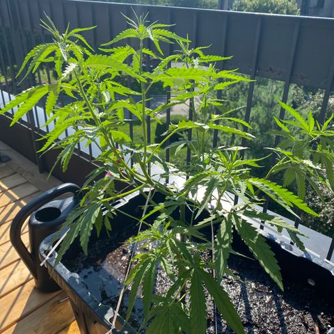 V3 growlog timeline photo