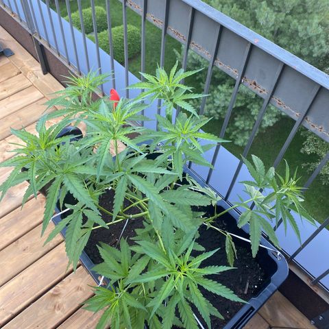V3 growlog photo: Topping a fonctionné parfaitement