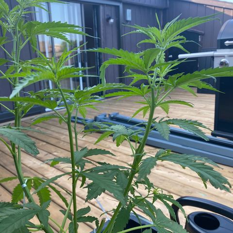 V3 growlog photo: Topping a fonctionné parfaitement