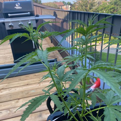 V3 growlog photo: Topping a fonctionné parfaitement