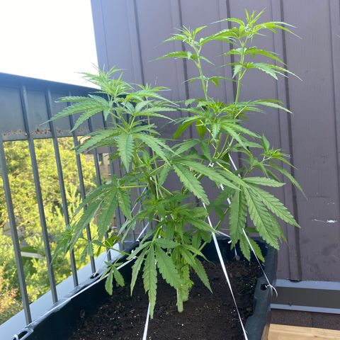 V3 growlog timeline photo
