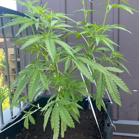 V3 growlog timeline photo