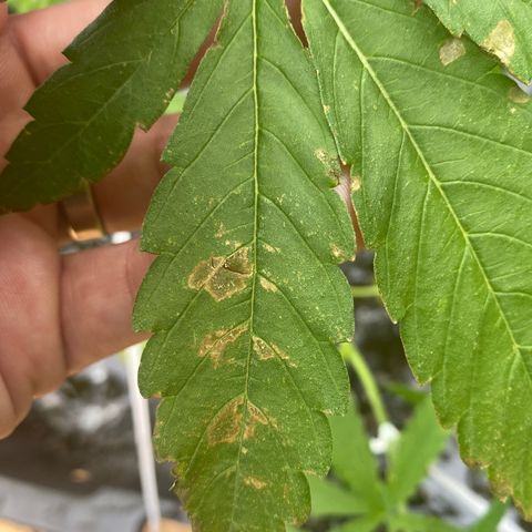 V3 growlog photo: Probleme dans le PH