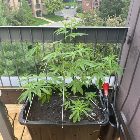 V3 growlog timeline photo