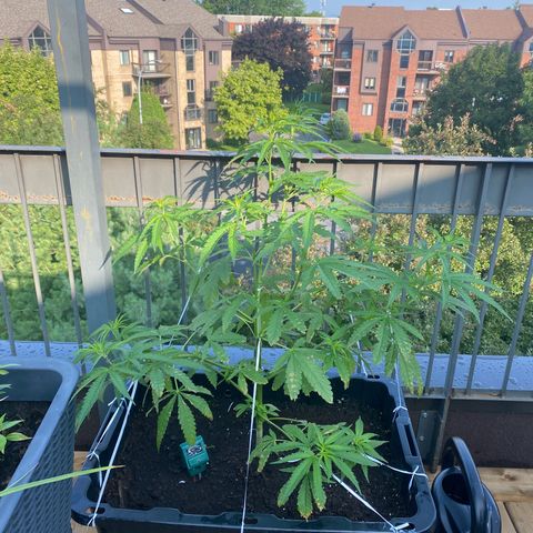 V3 growlog timeline photo
