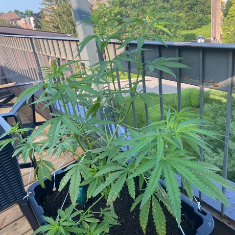V3 growlog timeline photo