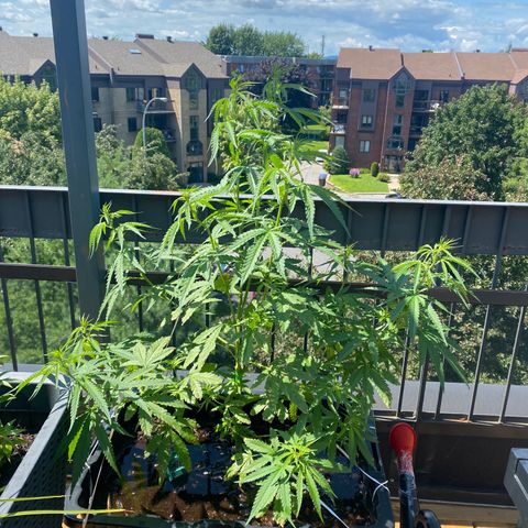 V3 growlog timeline photo