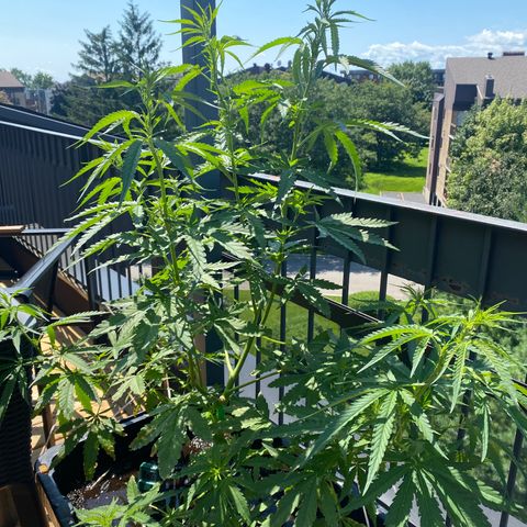 V3 growlog timeline photo