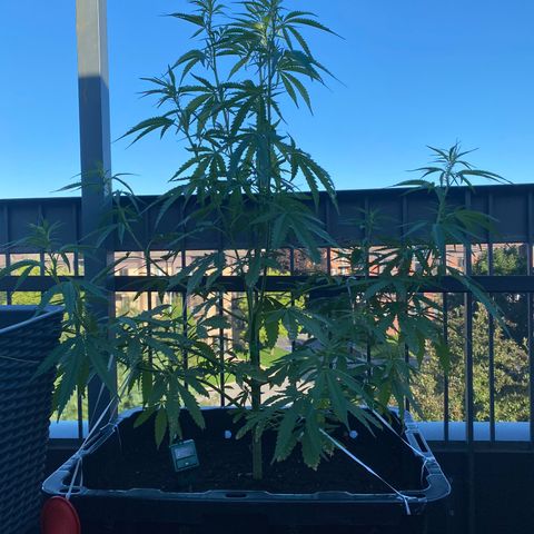 V3 growlog timeline photo