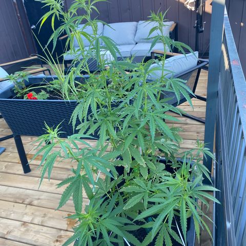 V3 growlog timeline photo