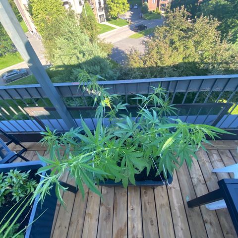V3 growlog timeline photo