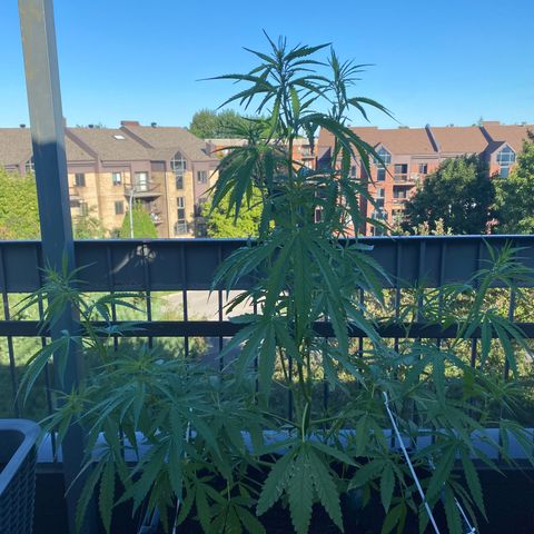 V3 growlog timeline photo
