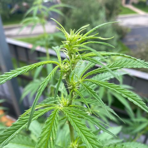 V3 growlog photo: Entree en floraison