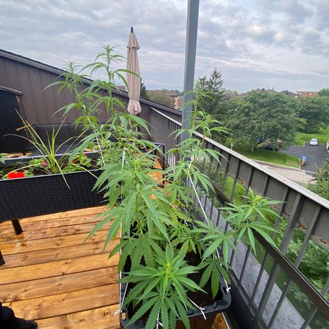 V3 growlog photo: Entree en floraison