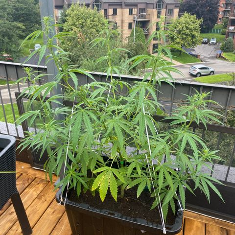 V3 growlog photo: Entree en floraison