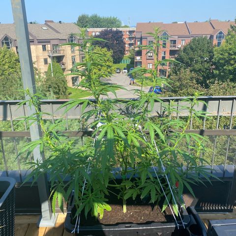 V3 growlog timeline photo