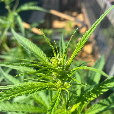 V3 growlog timeline photo