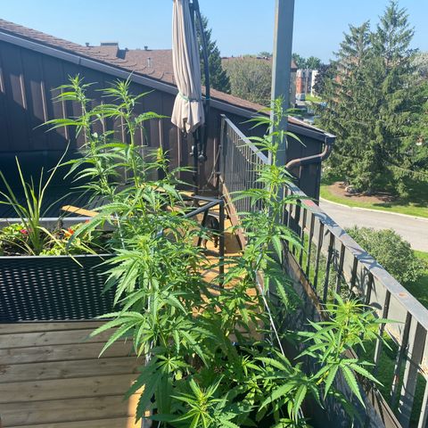 V3 growlog timeline photo