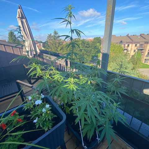V3 growlog timeline photo