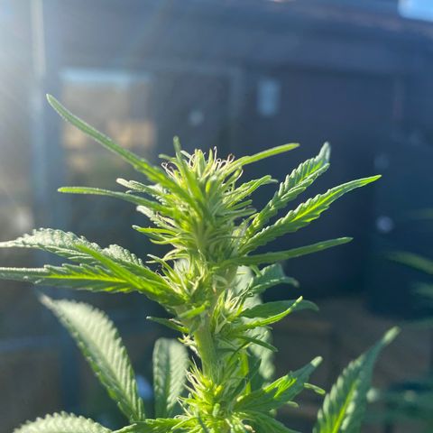 V3 growlog timeline photo