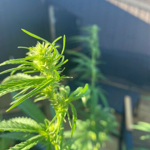 V3 growlog timeline photo