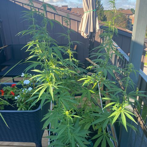 V3 growlog timeline photo