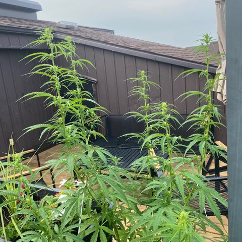 V3 growlog timeline photo