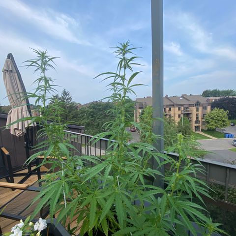 V3 growlog timeline photo