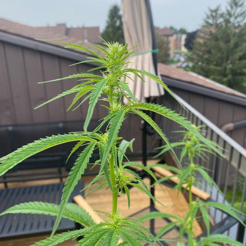 V3 growlog timeline photo