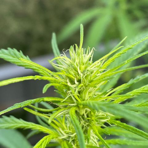 V3 growlog timeline photo