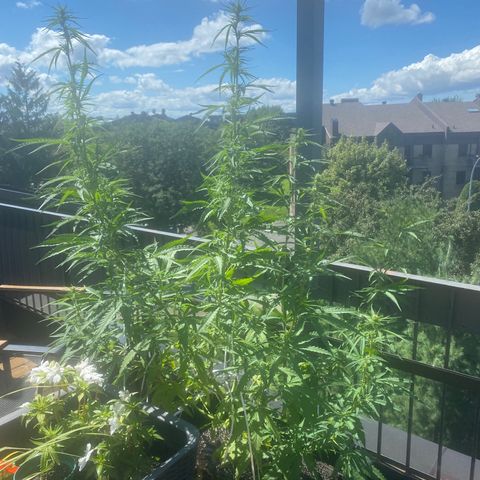 V3 growlog timeline photo