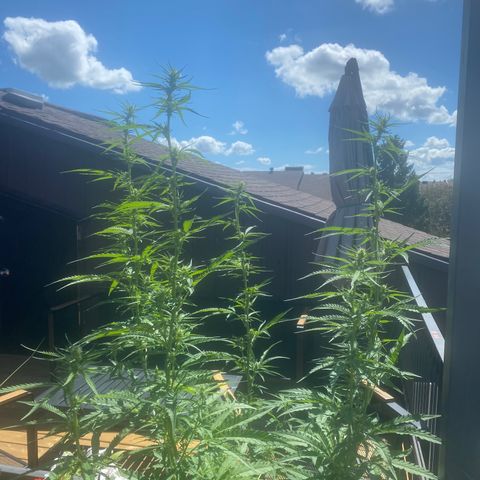 V3 growlog timeline photo