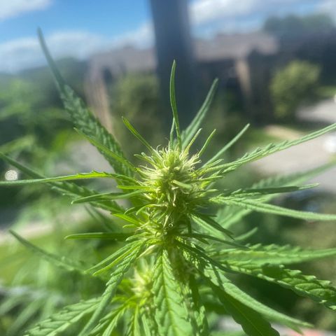 V3 growlog timeline photo