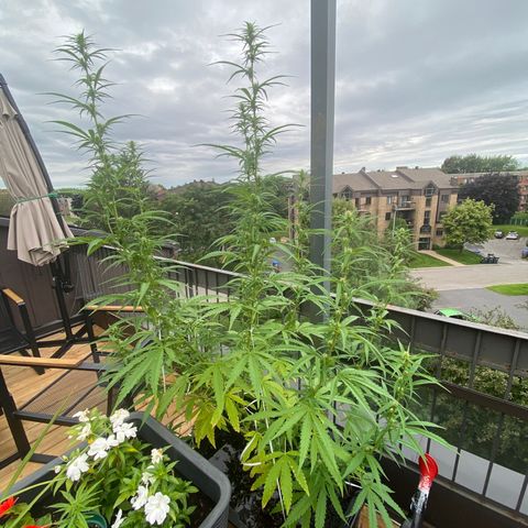 V3 growlog timeline photo