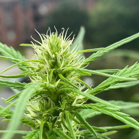V3 growlog timeline photo