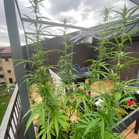 V3 growlog timeline photo