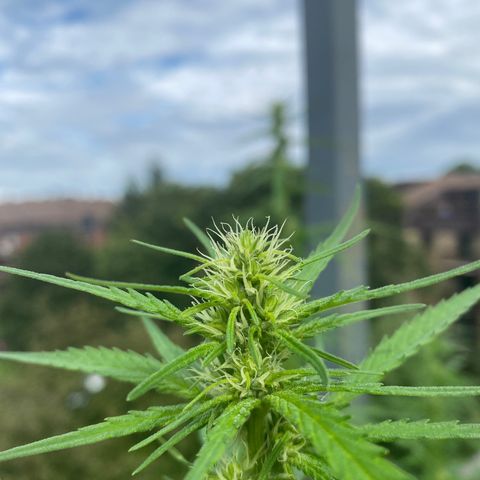 V3 growlog timeline photo