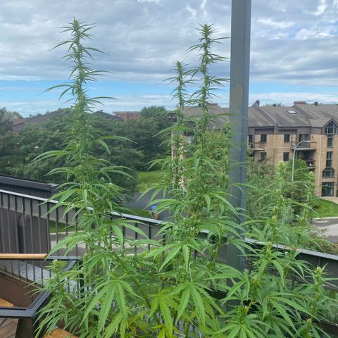 V3 growlog timeline photo