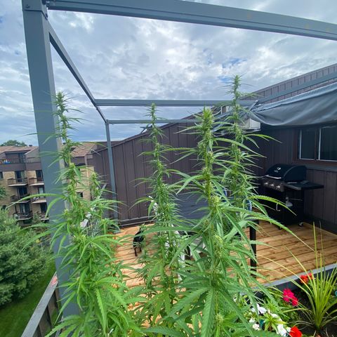 V3 growlog timeline photo